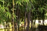 竹子品种名字大全图片 竹子的品种介绍