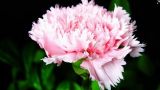 粉色康乃馨花语