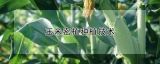 玉米密植种植技术