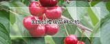美国红樱桃品种介绍