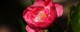 蔷薇是爬藤植物吗