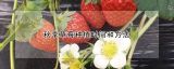 秋季草莓种植时间和方法