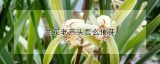 兰花老芦头怎么催芽