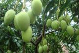 芒果的种植方法盆栽