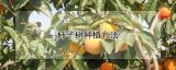 柿子树种植方法