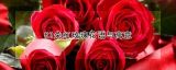 52朵红玫瑰花语与寓意