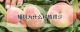 蟠桃为什么种植很少