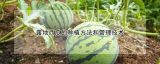 露地西瓜的种植方法和管理技术