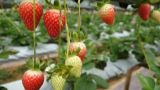 草莓空心病是什么原因引起的