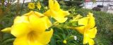 黄蝉花能在家里养殖吗
