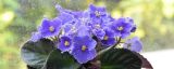 非洲紫罗兰花有毒吗
