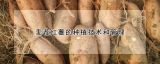 麦茬红薯的种植技术和管理