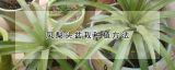 凤梨头盆栽种植方法
