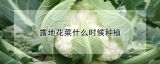 露地花菜什么时候种植