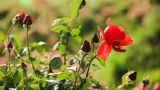 刺玫瑰花的养殖方法和注意事项