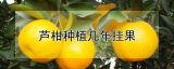 芦柑种植几年挂果