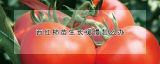 西红柿苗生长缓慢怎么办