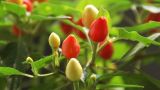 五彩甜椒种植方法时间