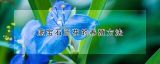 蓝宝石兰花的养殖方法