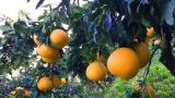 葡萄柚和西柚的区别