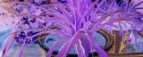紫色吊兰叫什么名字