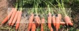 胡萝卜种植方法步骤