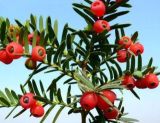 红豆杉的养殖方法和注意事项，七大基本方法养殖郁郁葱葱
