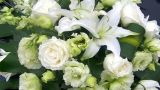 白玫瑰花语19朵