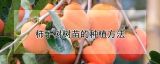 柿子树树苗的种植方法