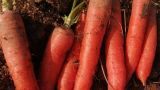 种植胡萝卜的方法和步骤