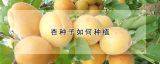 杏种子如何种植