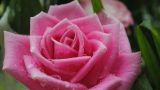 粉色玫瑰花语11朵