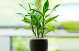 富贵竹怎么养才能更旺盛，5个方法可以让富贵竹更旺盛