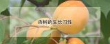 杏树的生长习性