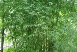 竹子的种类和名称大全 常见的竹子种类介绍