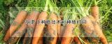 胡萝卜种植技术和种植时间