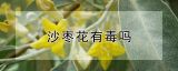 沙枣花有毒吗