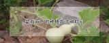 盆栽葫芦的种植方法和时间