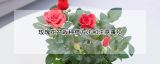 玫瑰花盆栽种植方法和注意事项