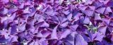 紫色酢浆草怎么种植