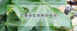 瓜栗和发财树的区别