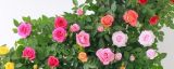 小盆玫瑰花的养殖方法