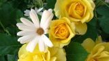 黄玫瑰花语33朵