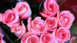 25朵玫瑰花语