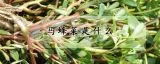 马蜂菜是什么