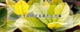 栀子花叶子发黄怎么回事