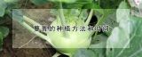 蔓菁的种植方法和时间