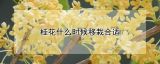 桂花什么时候移栽合适