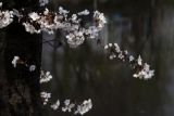 樱花树的病虫害防治，褐斑病以及介壳虫最常见