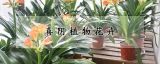 喜阴植物花卉